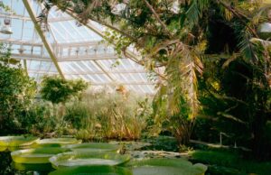 Botanischer Garten Berlin: Alle Infos zu Highlights, Öffnungszeiten & Christmas Garden